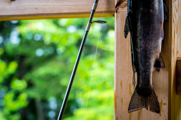 istock Fishes of the day 986254672