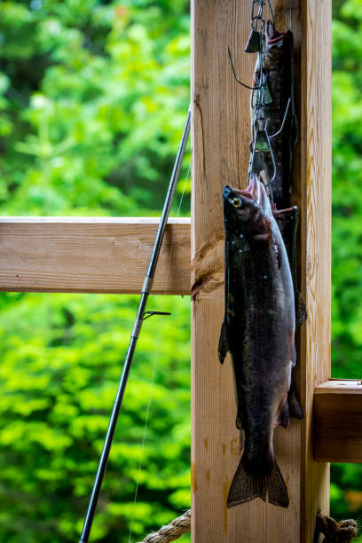 istock Fishes of the day 986254690