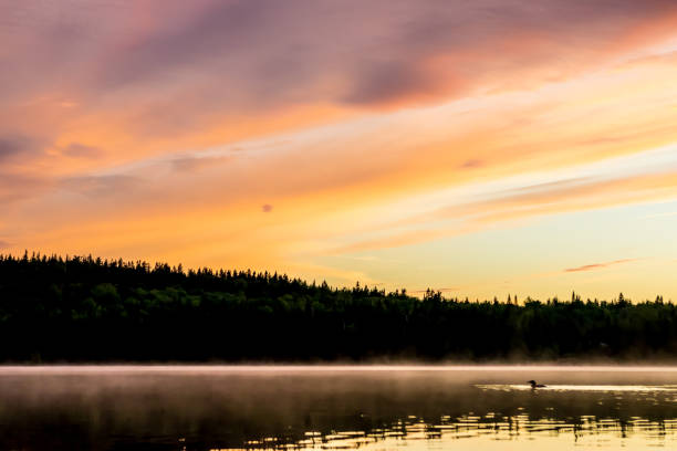 Arctic loon on the lake during sunset Multicoloured sky sunset over a peaceful lake and a lonely arctic loon during fishing season in Quebec, Canada arctic loon stock pictures, royalty-free photos & images