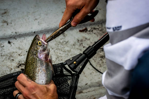 istock Fish of the day 986255648