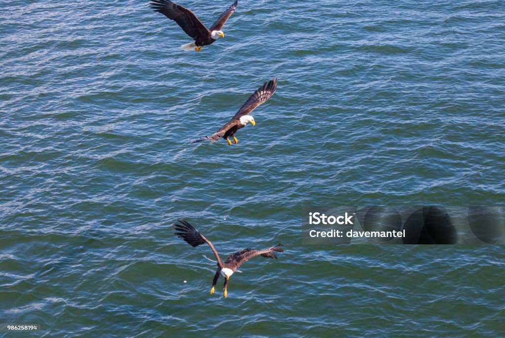 Soon Eagles Bald eagles flying and hunting out at sea in Prince Rupert,British Columbia,Canada Animal Stock Photo