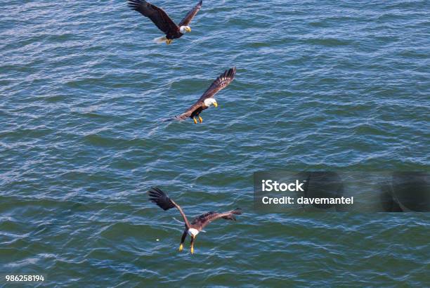 Soon Eagles Stock Photo - Download Image Now - Animal, Animal Body Part, Animal Wildlife