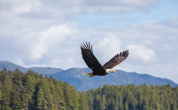 kel kartallar - eagles stok fotoğraflar ve resimler