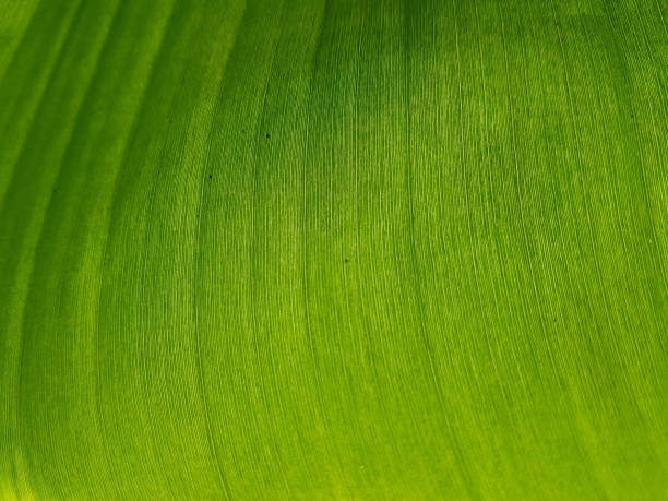 istock Botanical detail of Banana Leaf 986271386