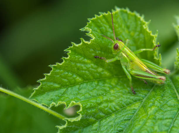 sauterelle sur une feuille de plante citrouille - translucid photos et images de collection