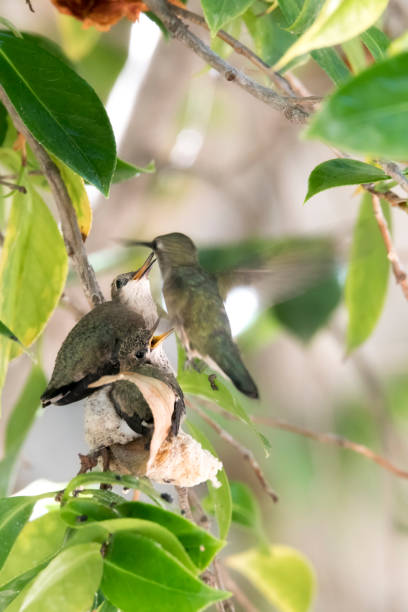 istock Hummingbird mother feeding her chicks in the nest 986282314