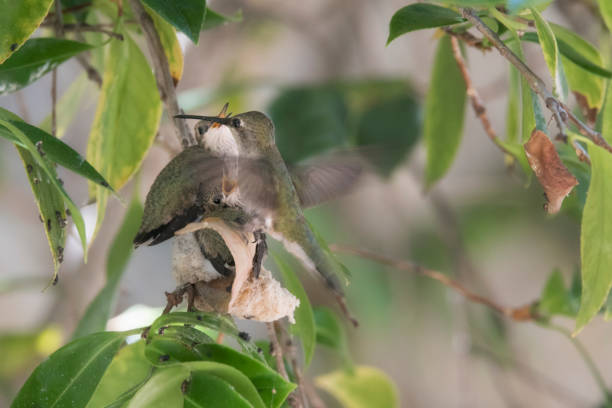 istock Hummingbird mother feeding her chicks in the nest 986282334