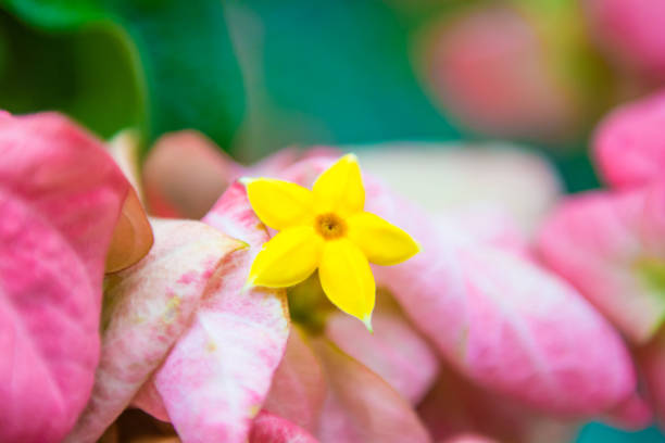 istock Flower blooming in Philippines forest 986297602