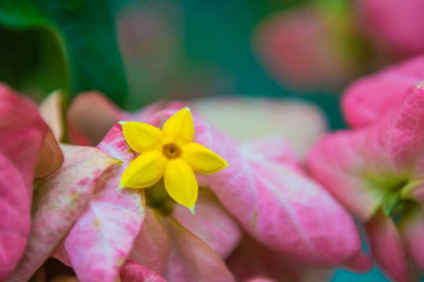 istock Flower blooming in Philippines forest 986297668