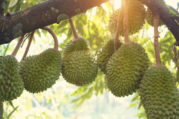 istock durian farm , musang king in focus 986298112