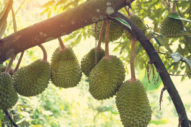 istock durian farm , musang king in focus 986298152