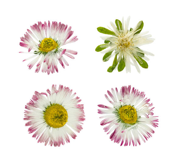 istock Pressed and dried flower daisy(marguerite). Isolated on white 986298904