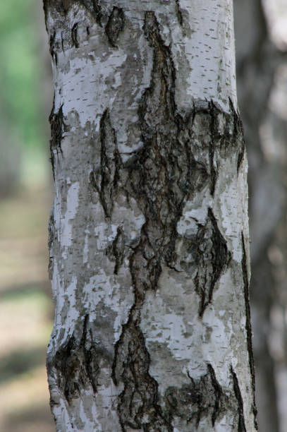 istock Close up view of Birch bark for background texture 986308468