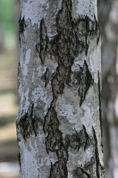 istock Close up view of Birch bark for background texture 986308524