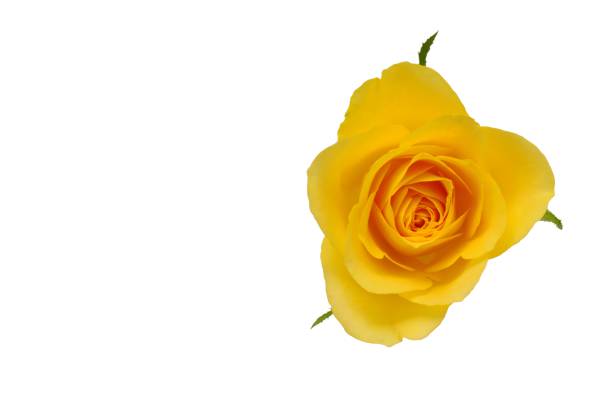 A Single yellow color rose from top view isolated on white background that have space for text. Rose is flower that the lover likes to give to each other for Valentine’s Day in 14 February of every year.