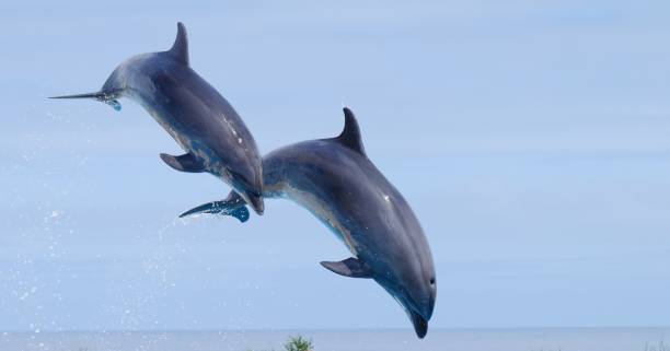 istock Dolphin in the sea 986314026
