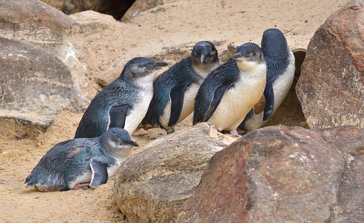 Also known as fairy penguins in Australia
