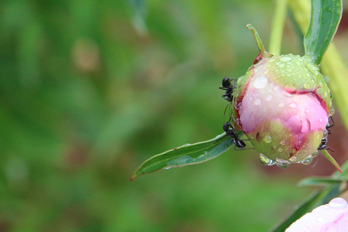 Peony bud with ants after the rain