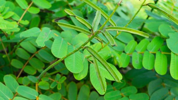 istock Senna alata leaves in nature garden 986335166