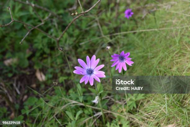 Daisy Stock Photo - Download Image Now - Croatia, Daisy, Dugi Otok Island