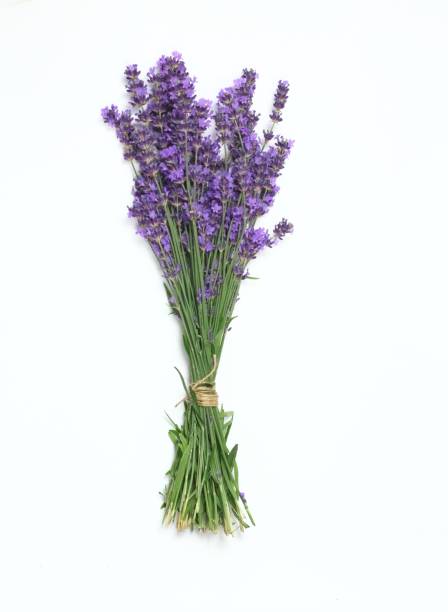 istock Bunch of fresh purple lavender, top view 986353366