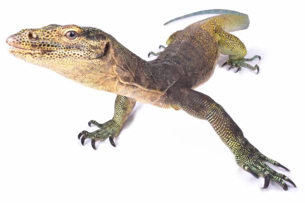 istock Halmahera monitor (Varanus yuwonoi) 986353534