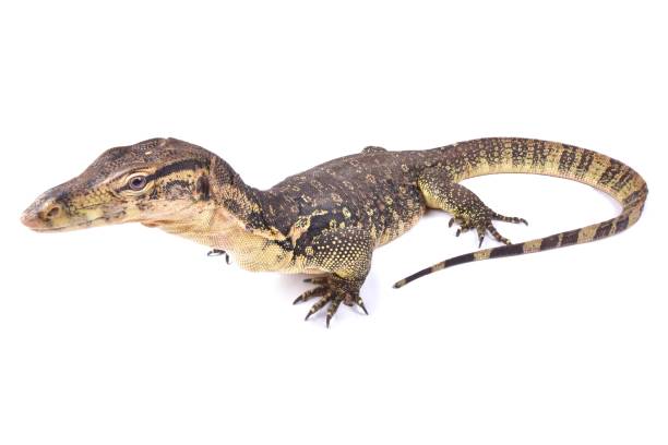 istock Two-striped water monitor (Varanus salvator bivittatus) 986353578