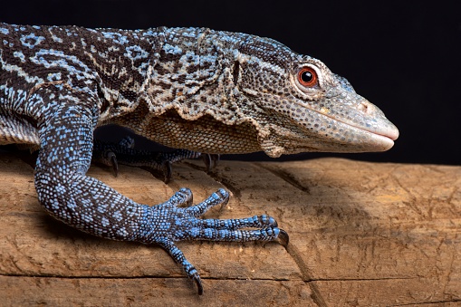 The Blue tree monitor (Varanus macraei) is endemic to  the island of Batanta in Indonesia.