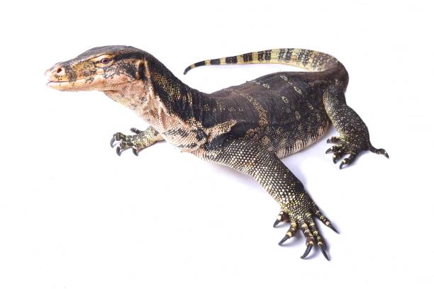 istock Two-striped water monitor (Varanus salvator bivittatus) 986353758