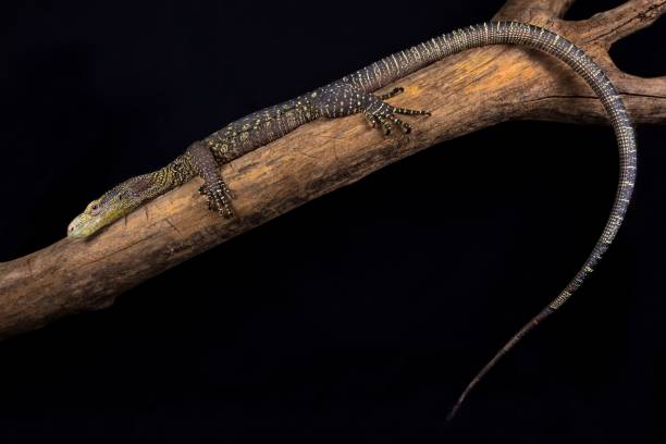 istock Crocodile monitor (Varanus salvadorii) 986353978