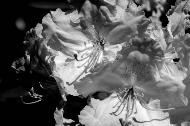 istock Rhododendron flower in the summer 986376756
