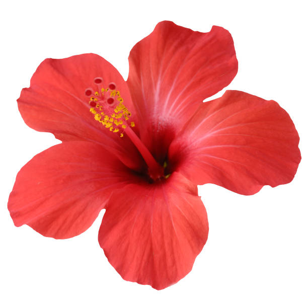 istock Red hibiscus flower isolated on white background 986379610
