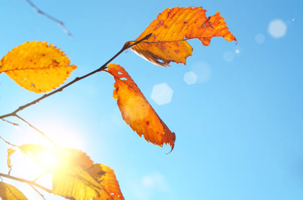 Yellow birch leaves during fall season against sunny blue sky