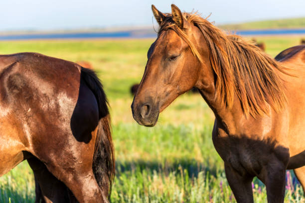 istock Wild horses grazing on summer meadow 986383364