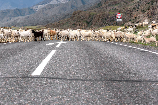 istock goat herd road mountains asphalt cloudy 986384638