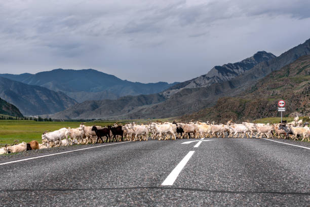 istock goat herd road mountains asphalt cloudy 986388634