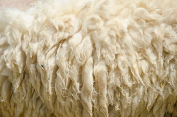 istock white sheep wool in the farm 986426470