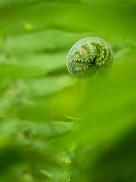 Photo of Fresh fern leaf,  unrolling a young frond at a botanical garden