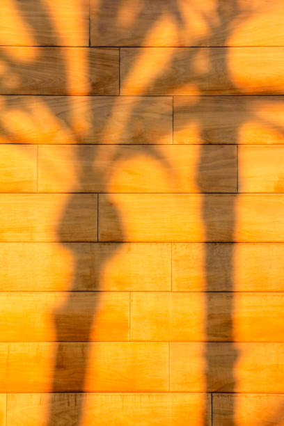 Silhouette shadow of palm trees on the wall at sunset
