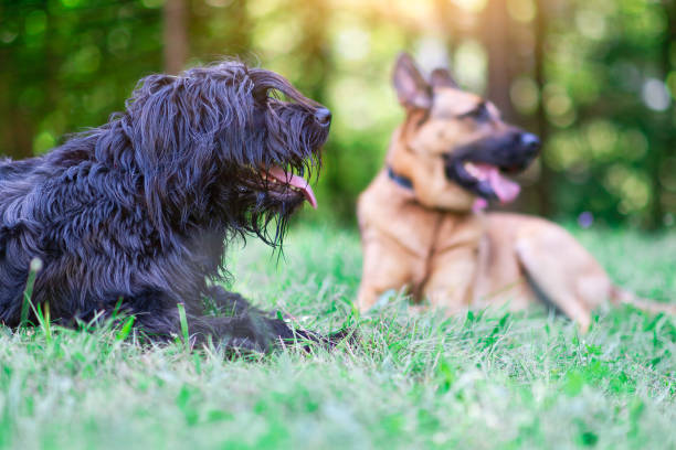 istock Dogs. bergamasco shepherd is german shepherd resting in the meadow 986432404