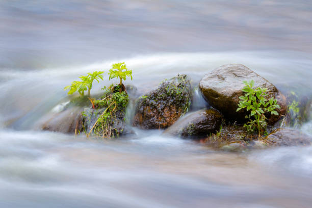 Green plants in the water, flooded river