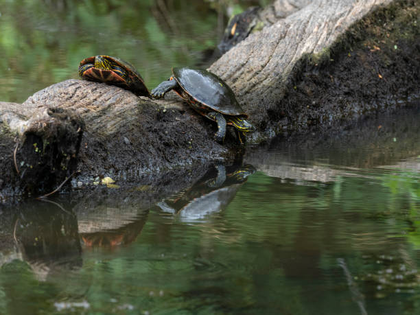 istock Western Painted Turtles Emydidae with Reflections on Log in Water 986434260