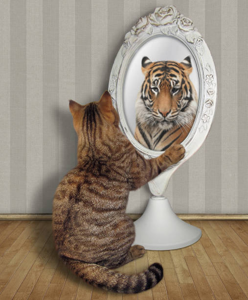 istock Cat looks at his reflection in the mirror 986436528