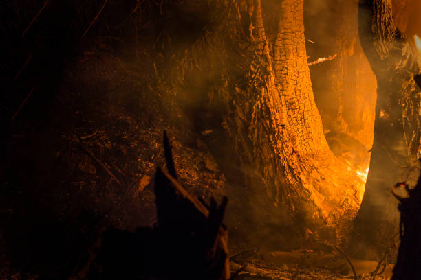 istock Forest fire. The fallen tree is burned to the ground, macro shot. 986441368