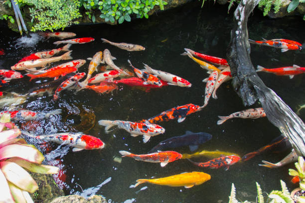 istock Carp swimming in the pond. 986441478