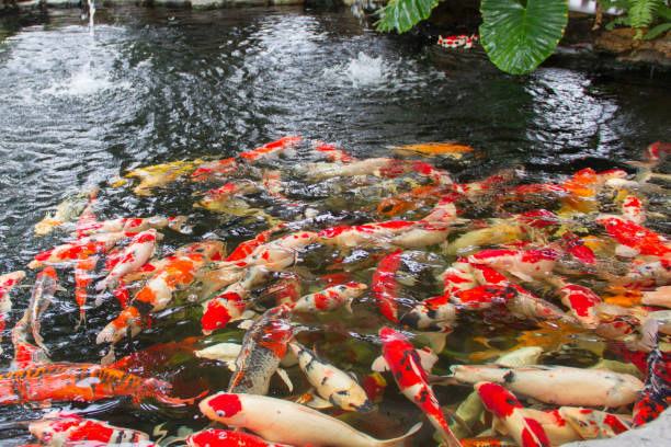 istock Carp swimming in the pond. 986441924