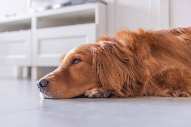 istock Golden retriever lying on the ground 986443344