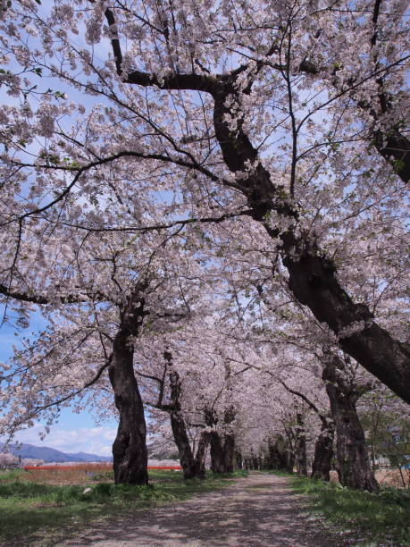 istock Cherry Blossom, Flower,Kakunodate,Akita,Japan 986447764