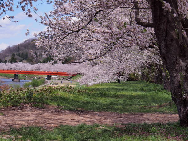istock Cherry Blossom, Flower,Kakunodate,Akita,Japan 986448480