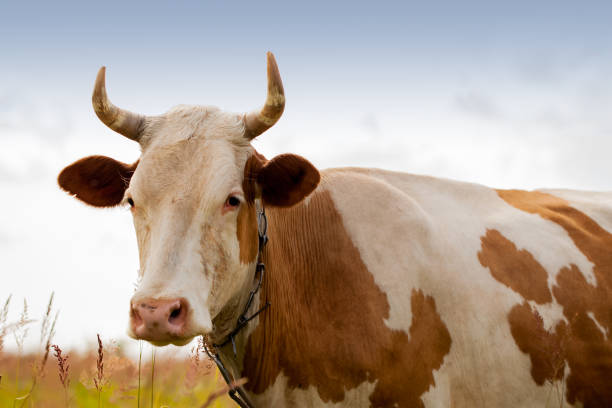 istock Portret of cow looking at us , blue scy 986449848